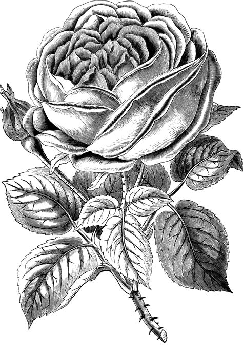 rose clipart|clip art rose black and white.